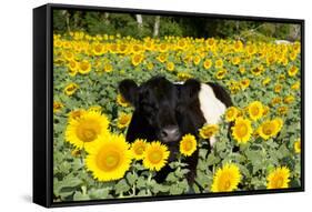 Belted Galloway Cow in Sunflowers, Pecatonica, Illinois, USA-Lynn M^ Stone-Framed Stretched Canvas