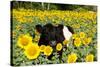 Belted Galloway Cow in Sunflowers, Pecatonica, Illinois, USA-Lynn M^ Stone-Stretched Canvas