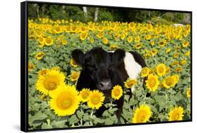 Belted Galloway Cow in Sunflowers, Pecatonica, Illinois, USA-Lynn M^ Stone-Framed Stretched Canvas