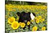 Belted Galloway Cow in Sunflowers, Pecatonica, Illinois, USA-Lynn M^ Stone-Stretched Canvas