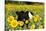 Belted Galloway Cow in Sunflowers, Pecatonica, Illinois, USA-Lynn M^ Stone-Stretched Canvas