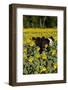 Belted Galloway Cow in Sunflowers, Pecatonica, Illinois, USA-Lynn M^ Stone-Framed Photographic Print