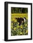 Belted Galloway Cow in Sunflowers, Pecatonica, Illinois, USA-Lynn M^ Stone-Framed Photographic Print