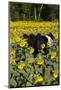 Belted Galloway Cow in Sunflowers, Pecatonica, Illinois, USA-Lynn M^ Stone-Mounted Photographic Print