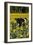 Belted Galloway Cow in Sunflowers, Pecatonica, Illinois, USA-Lynn M^ Stone-Framed Photographic Print