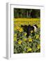 Belted Galloway Cow in Sunflowers, Pecatonica, Illinois, USA-Lynn M^ Stone-Framed Photographic Print