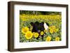 Belted Galloway Cow in Sunflowers, Pecatonica, Illinois, USA-Lynn M^ Stone-Framed Photographic Print