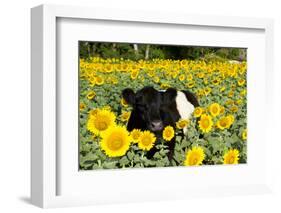 Belted Galloway Cow in Sunflowers, Pecatonica, Illinois, USA-Lynn M^ Stone-Framed Photographic Print