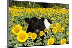 Belted Galloway Cow in Sunflowers, Pecatonica, Illinois, USA-Lynn M^ Stone-Mounted Photographic Print
