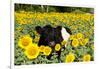 Belted Galloway Cow in Sunflowers, Pecatonica, Illinois, USA-Lynn M^ Stone-Framed Photographic Print