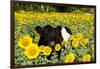 Belted Galloway Cow in Sunflowers, Pecatonica, Illinois, USA-Lynn M^ Stone-Framed Photographic Print