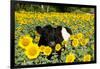 Belted Galloway Cow in Sunflowers, Pecatonica, Illinois, USA-Lynn M^ Stone-Framed Photographic Print