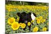 Belted Galloway Cow in Sunflowers, Pecatonica, Illinois, USA-Lynn M^ Stone-Mounted Photographic Print