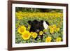 Belted Galloway Cow in Sunflowers, Pecatonica, Illinois, USA-Lynn M^ Stone-Framed Photographic Print