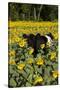 Belted Galloway Cow in Sunflowers, Pecatonica, Illinois, USA-Lynn M^ Stone-Stretched Canvas