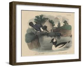 Belted King Fisher and Buffel Headed Duck-Mannevillette Elihu Dearing Brown-Framed Giclee Print