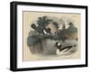 Belted King Fisher and Buffel Headed Duck-Mannevillette Elihu Dearing Brown-Framed Giclee Print