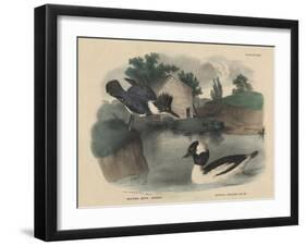 Belted King Fisher and Buffel Headed Duck-Mannevillette Elihu Dearing Brown-Framed Giclee Print