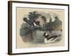 Belted King Fisher and Buffel Headed Duck-Mannevillette Elihu Dearing Brown-Framed Giclee Print