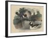 Belted King Fisher and Buffel Headed Duck-Mannevillette Elihu Dearing Brown-Framed Giclee Print