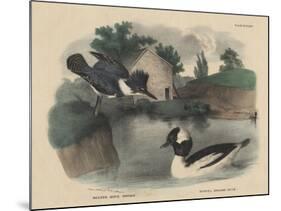 Belted King Fisher and Buffel Headed Duck-Mannevillette Elihu Dearing Brown-Mounted Giclee Print