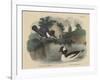 Belted King Fisher and Buffel Headed Duck-Mannevillette Elihu Dearing Brown-Framed Giclee Print