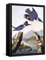 Belted Kingfishe-John James Audubon-Framed Stretched Canvas