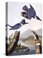 Belted Kingfishe-John James Audubon-Stretched Canvas