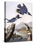 Belted Kingfishe-John James Audubon-Stretched Canvas