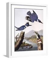 Belted Kingfishe-John James Audubon-Framed Photographic Print