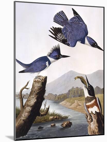 Belted Kingfishe-John James Audubon-Mounted Photographic Print