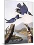 Belted Kingfishe-John James Audubon-Mounted Photographic Print