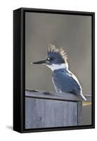 Belted Kingfisher Sitting on Wood Duck Nest Box, Marion, Illinois, Usa-Richard ans Susan Day-Framed Stretched Canvas