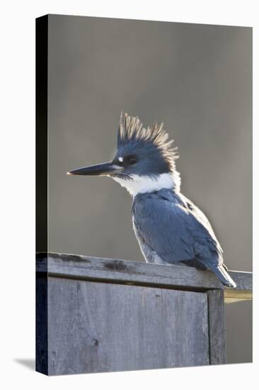 Belted Kingfisher Sitting on Wood Duck Nest Box, Marion, Illinois, Usa-Richard ans Susan Day-Stretched Canvas