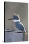 Belted Kingfisher Sitting on Wood Duck Nest Box, Marion, Illinois, Usa-Richard ans Susan Day-Stretched Canvas