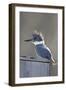 Belted Kingfisher Sitting on Wood Duck Nest Box, Marion, Illinois, Usa-Richard ans Susan Day-Framed Photographic Print