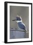 Belted Kingfisher Sitting on Wood Duck Nest Box, Marion, Illinois, Usa-Richard ans Susan Day-Framed Photographic Print