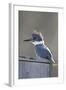 Belted Kingfisher Sitting on Wood Duck Nest Box, Marion, Illinois, Usa-Richard ans Susan Day-Framed Photographic Print