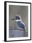 Belted Kingfisher Sitting on Wood Duck Nest Box, Marion, Illinois, Usa-Richard ans Susan Day-Framed Photographic Print