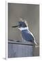 Belted Kingfisher Sitting on Wood Duck Nest Box, Marion, Illinois, Usa-Richard ans Susan Day-Framed Photographic Print