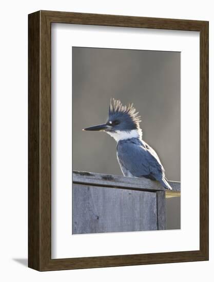 Belted Kingfisher Sitting on Wood Duck Nest Box, Marion, Illinois, Usa-Richard ans Susan Day-Framed Photographic Print