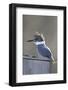 Belted Kingfisher Sitting on Wood Duck Nest Box, Marion, Illinois, Usa-Richard ans Susan Day-Framed Photographic Print