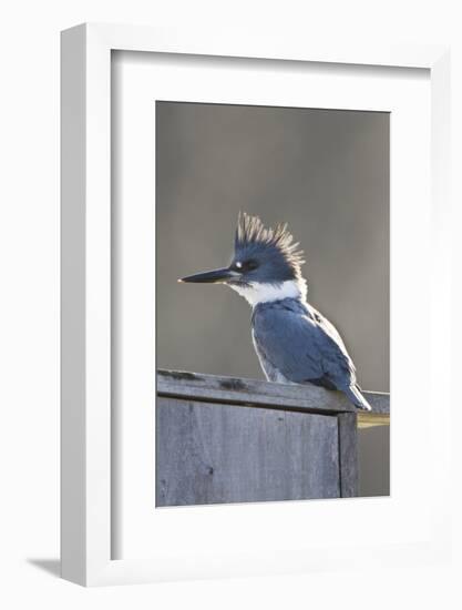 Belted Kingfisher Sitting on Wood Duck Nest Box, Marion, Illinois, Usa-Richard ans Susan Day-Framed Photographic Print