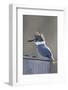 Belted Kingfisher Sitting on Wood Duck Nest Box, Marion, Illinois, Usa-Richard ans Susan Day-Framed Photographic Print