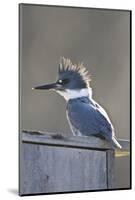 Belted Kingfisher Sitting on Wood Duck Nest Box, Marion, Illinois, Usa-Richard ans Susan Day-Mounted Photographic Print