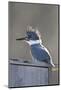 Belted Kingfisher Sitting on Wood Duck Nest Box, Marion, Illinois, Usa-Richard ans Susan Day-Mounted Photographic Print