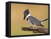 Belted Kingfisher, Willacy County, Rio Grande Valley, Texas, USA-Rolf Nussbaumer-Framed Stretched Canvas