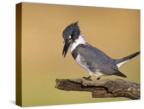 Belted Kingfisher, Willacy County, Rio Grande Valley, Texas, USA-Rolf Nussbaumer-Stretched Canvas