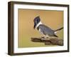 Belted Kingfisher, Willacy County, Rio Grande Valley, Texas, USA-Rolf Nussbaumer-Framed Photographic Print