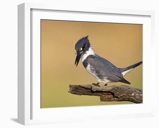 Belted Kingfisher, Willacy County, Rio Grande Valley, Texas, USA-Rolf Nussbaumer-Framed Photographic Print